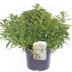 Sedum Kamtschaticum T17 H035