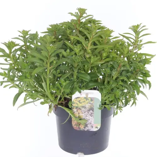Sedum Kamtschaticum T17 H035