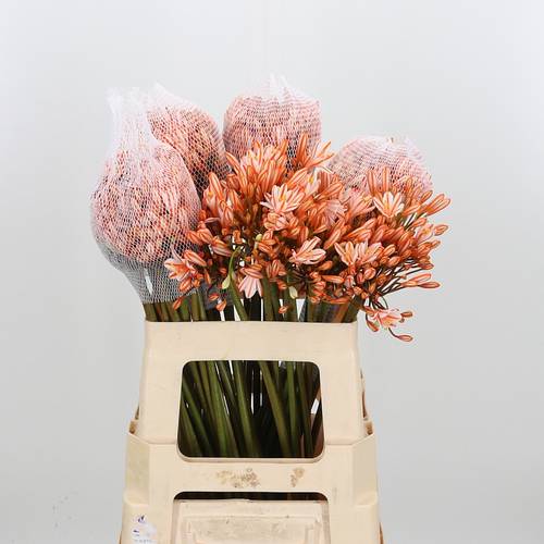 Agapanthus orange Gefärbt 60cm