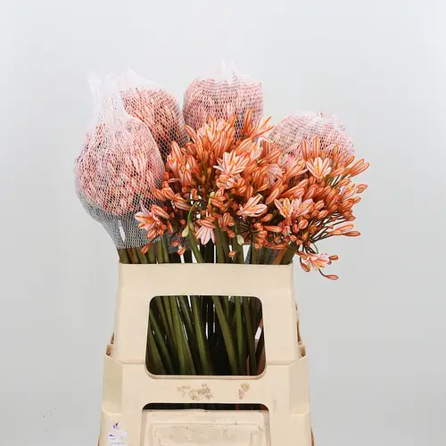 Agapanthus orange Gefärbt 60cm