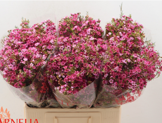 Wachsflower rosa Happy Days 45 Gramm 70cm