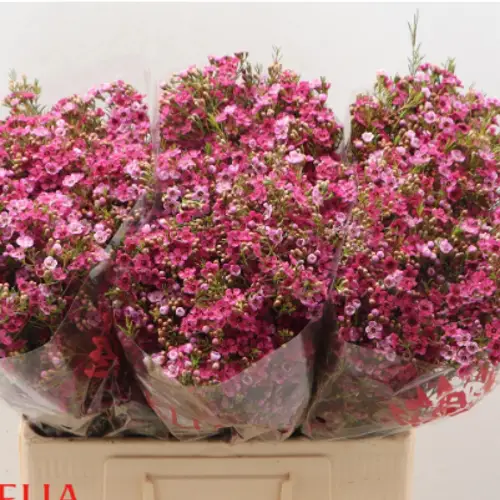 Wachsflower rosa Happy Days 45 Gramm 70cm