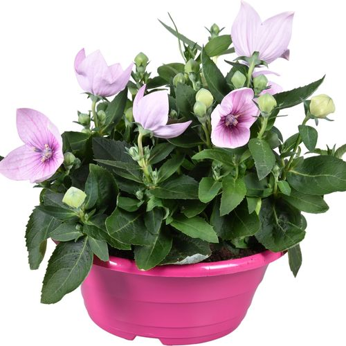 Platycodon rosa TST Schale T23 H30