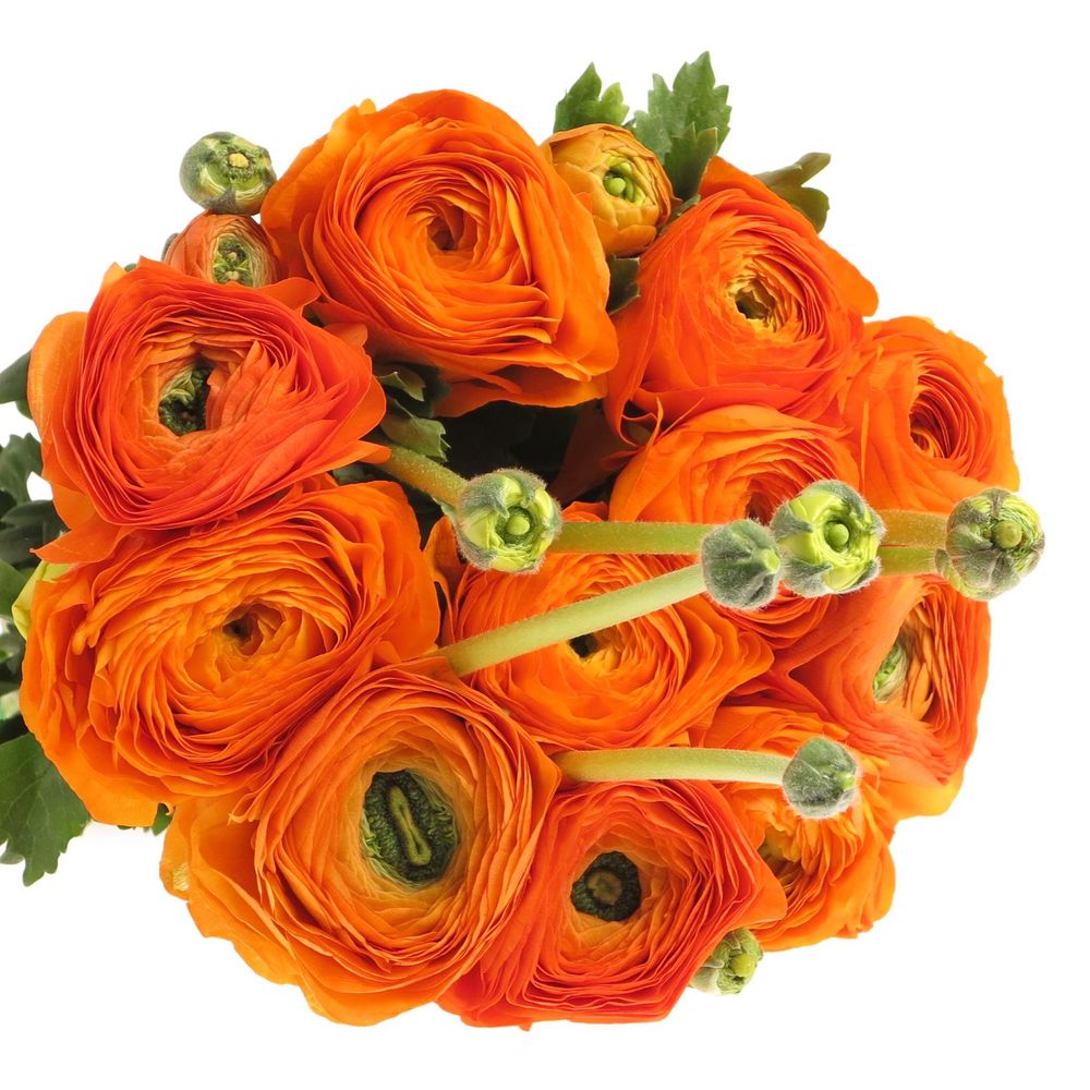 Ranunkel orange Super Cloni Mandarino 45cm