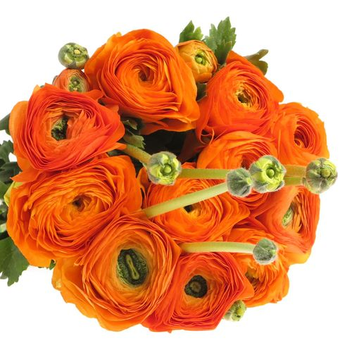 Ranunkel orange Super Cloni Mandarino 45cm