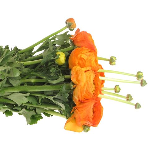 Ranunkel orange Super Cloni Mandarino 45cm