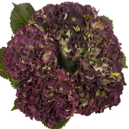 Hortensie dunkel lila/grün Sunset Cl Bol 16cm 50cm