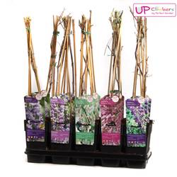 Wisteria blau  T15 H60 blau R