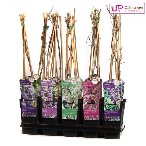 Wisteria blau  T15 H60 blau R