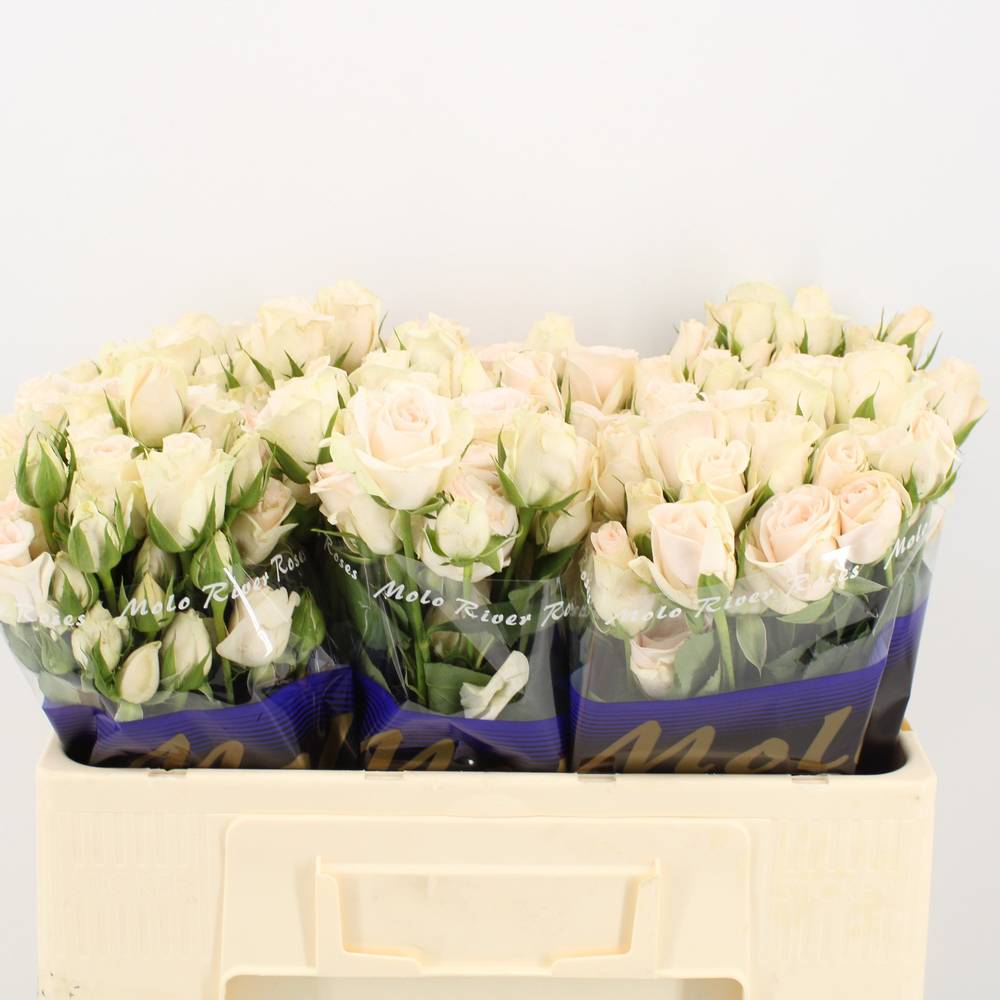 Rose verzweigt creme Paula Champagne 5+Blüte 50cm