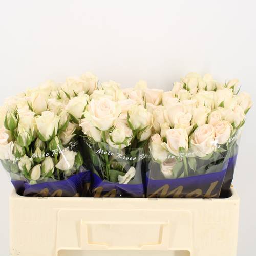 Rose verzweigt creme Paula Champagne 5+Blüte 50cm