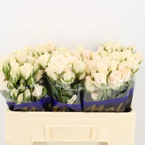 Rose verzweigt creme Paula Champagne 5+Blüte 50cm