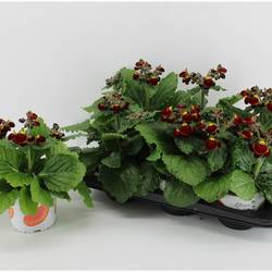 Calceolaria rot gelb T15 H030