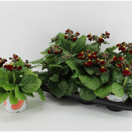 Calceolaria rot gelb T15 H030