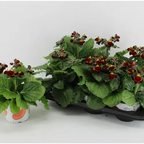 Calceolaria rot gelb T15 H030