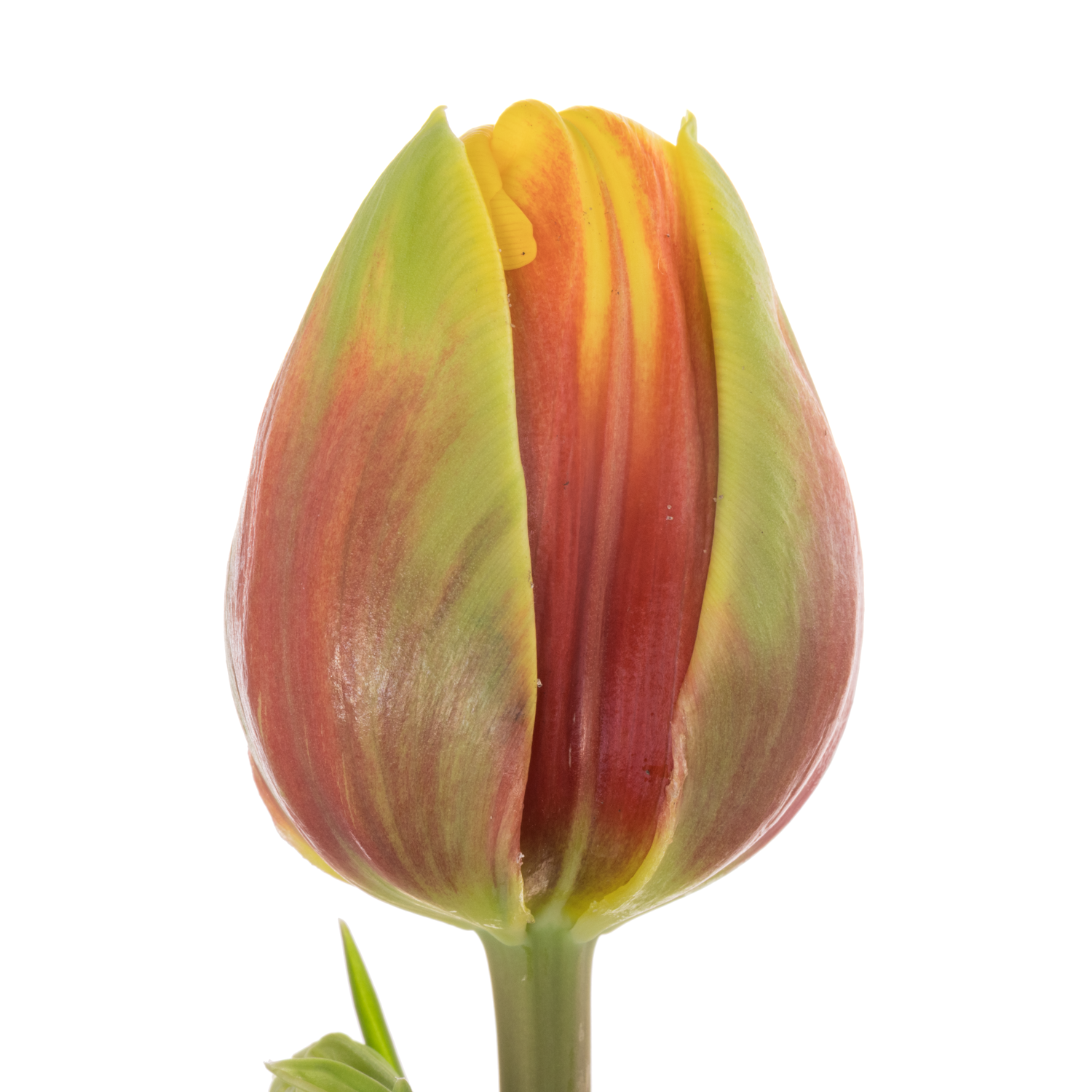 Tulpe rot/gelb doppel Vuelta Coas Tulip 50 Gramm 47cm
