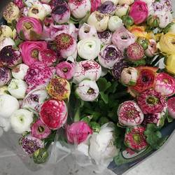 Ranunkel mix Italien Cappuchino 40cm