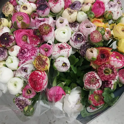 Ranunkel mix Italien Cappuchino 40cm