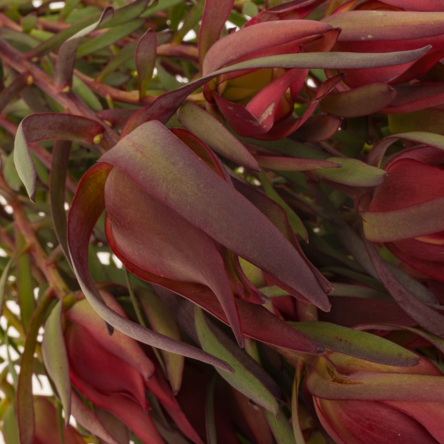 Leucadendron rot Fireglow 50cm