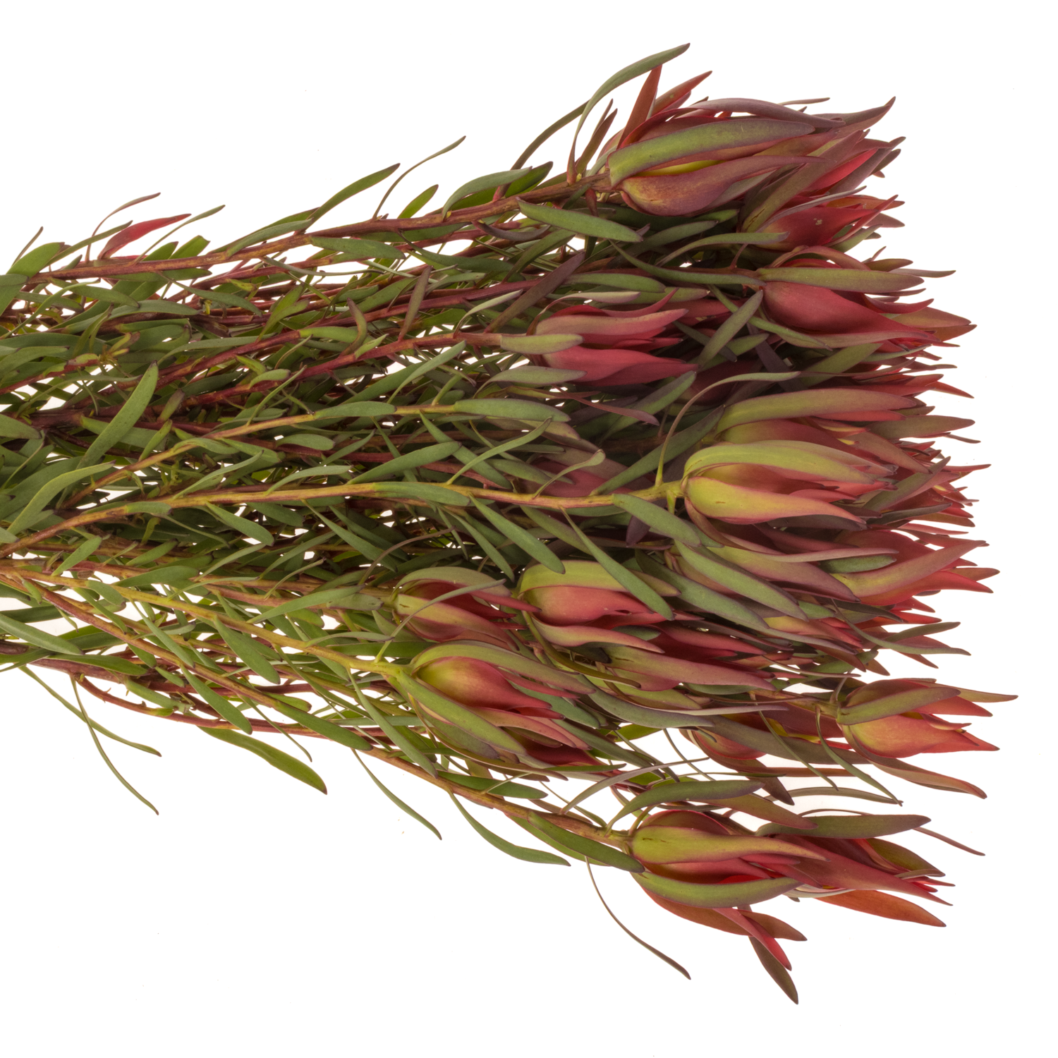 Leucadendron rot Fireglow 50cm