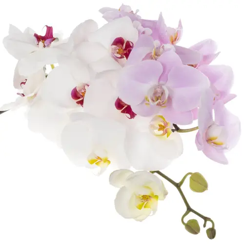 Phalaenopsis mix Surprise 45 Blüte 3 Stiele 80cm