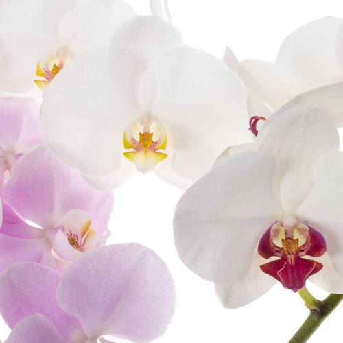 Phalaenopsis mix Surprise 45 Blüte 3 Stiele 80cm