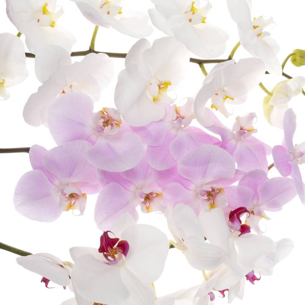 Phalaenopsis mix Surprise 45 Blüte 3 Stiele 80cm