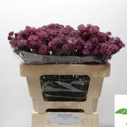 Astrantia dunkel lila Abbey Road 50cm