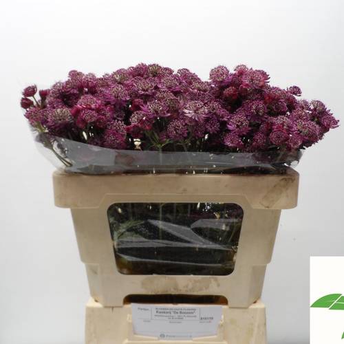 Astrantia dunkel lila Abbey Road 50cm