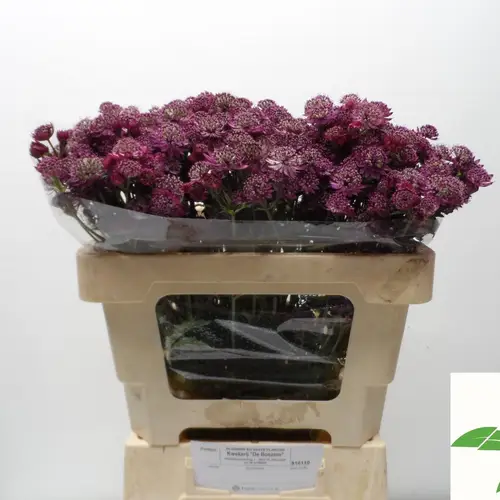 Astrantia dunkel lila Abbey Road 50cm