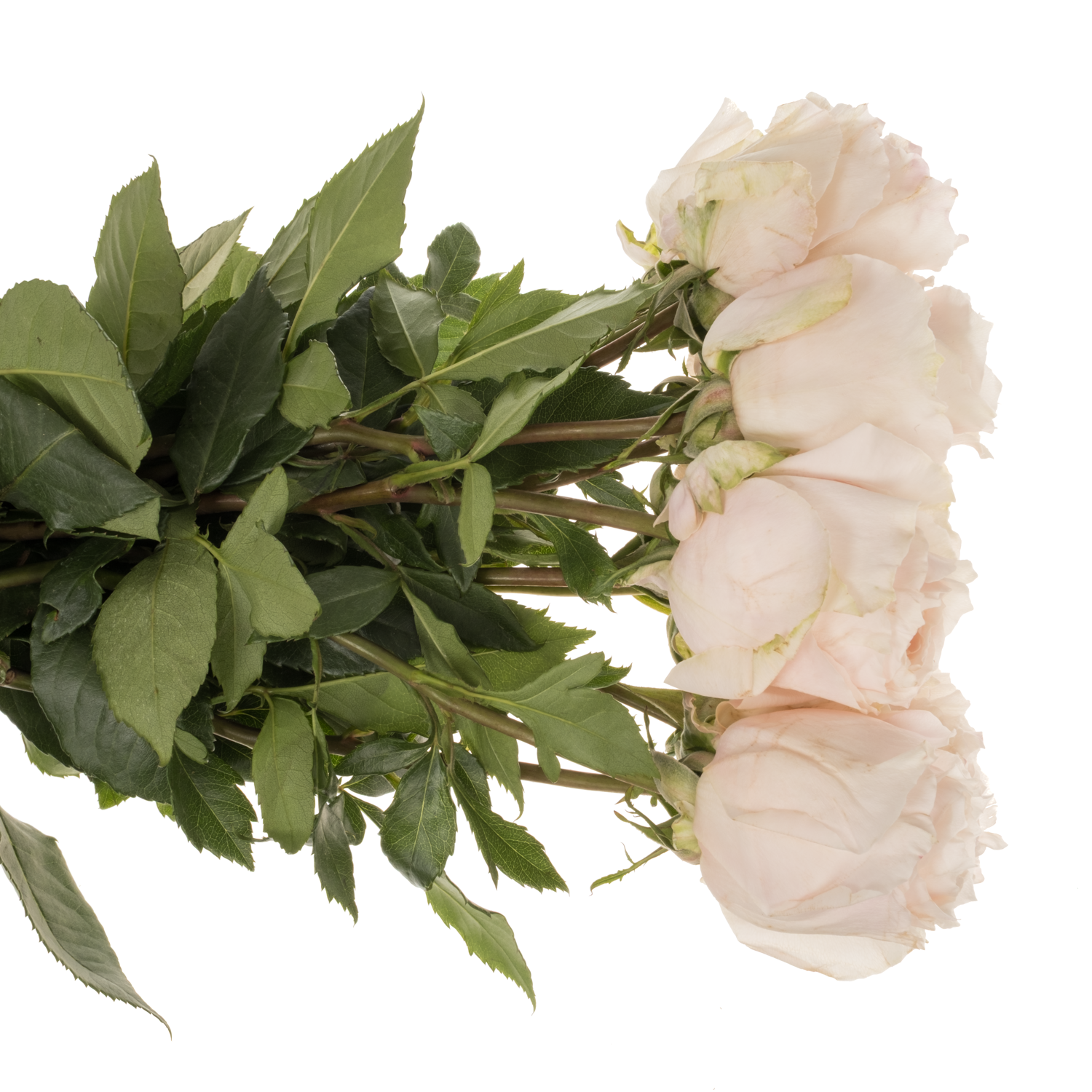 Rose hell rosa A Wabara Tsumugi 50cm