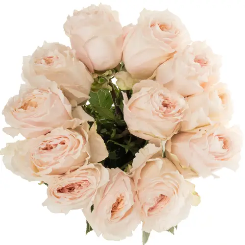 Rose hell rosa A Wabara Tsumugi 50cm