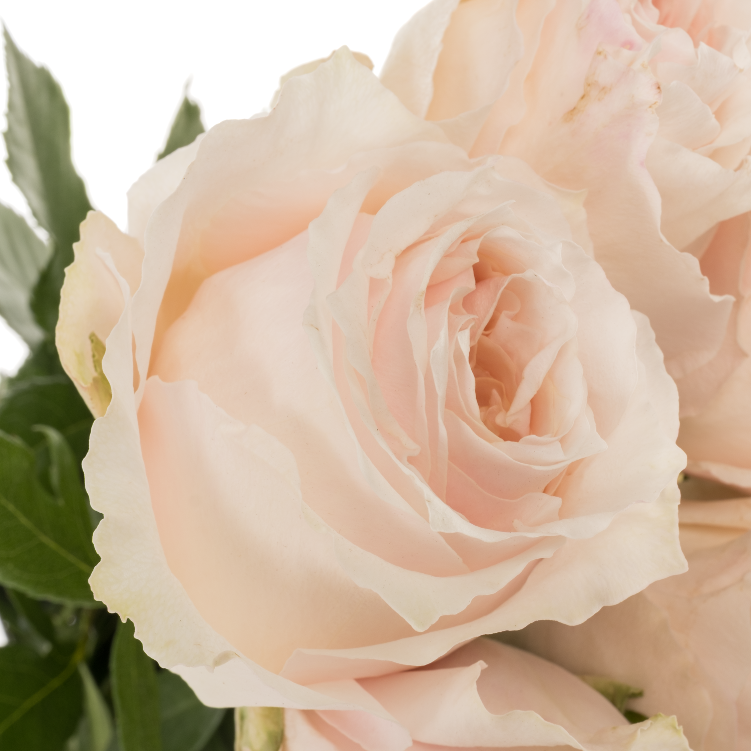 Rose hell rosa A Wabara Tsumugi 50cm