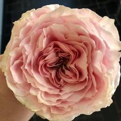 Rose A Wabara Tsumugi 50cm