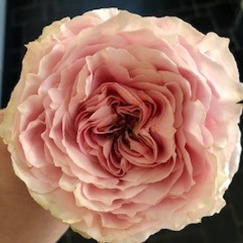 Rose A Wabara Tsumugi 50cm