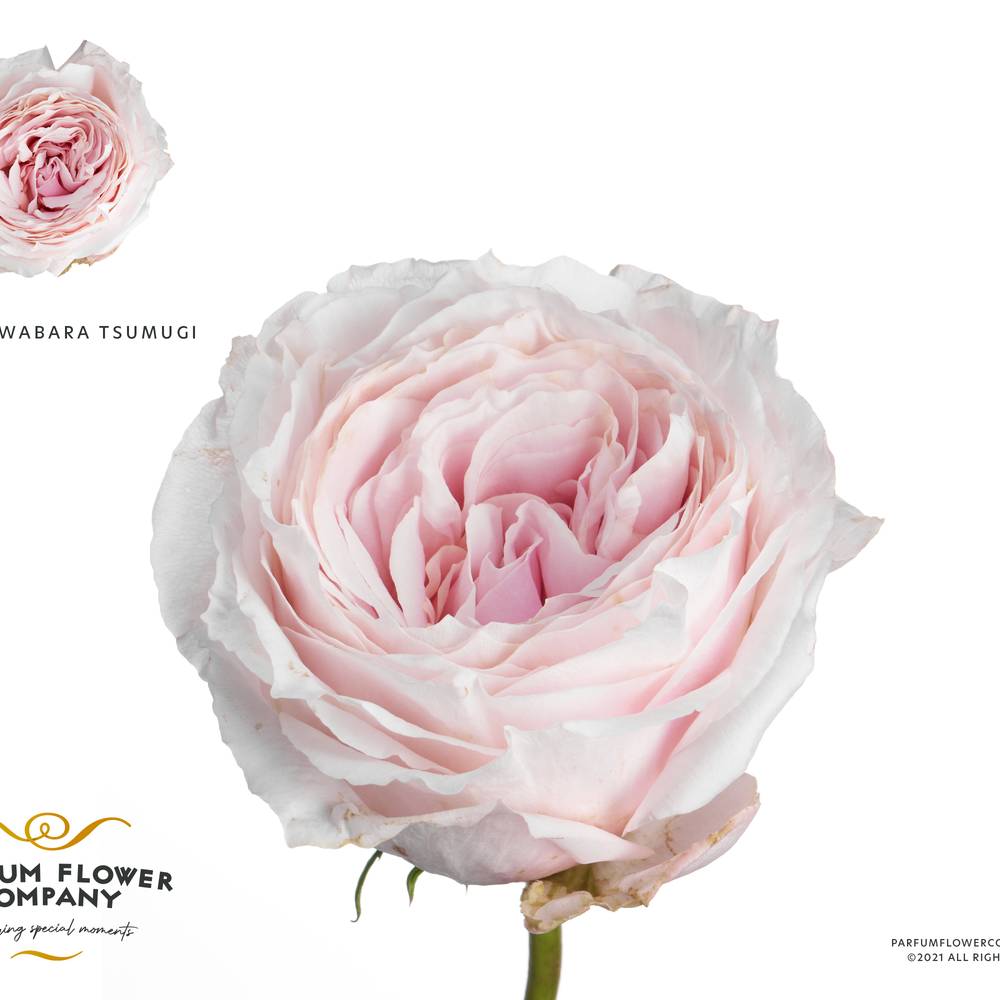 Rose A Wabara Tsumugi 50cm