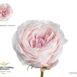 Rose A Wabara Tsumugi 50cm