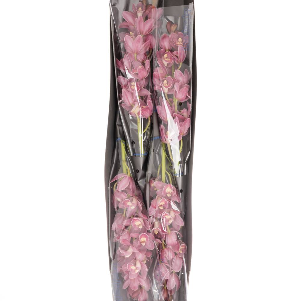 Mini Cymbidium rosa Parfait 40cm 8+Blüte