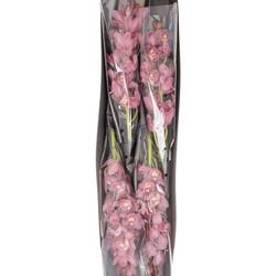 Mini Cymbidium rosa Parfait 40cm 8+Blüte