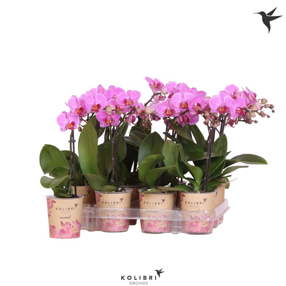 Phal.1-R rosa Kolibri T09 H040