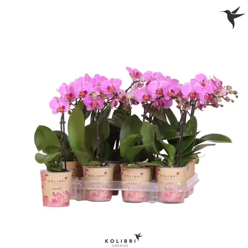 Phal.1-R rosa Kolibri T09 H040