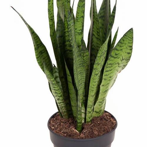 Sanseveria Zeylani T19 H060