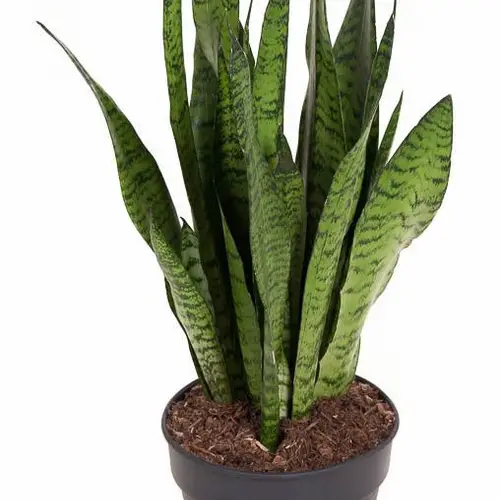 Sanseveria Zeylani T19 H060