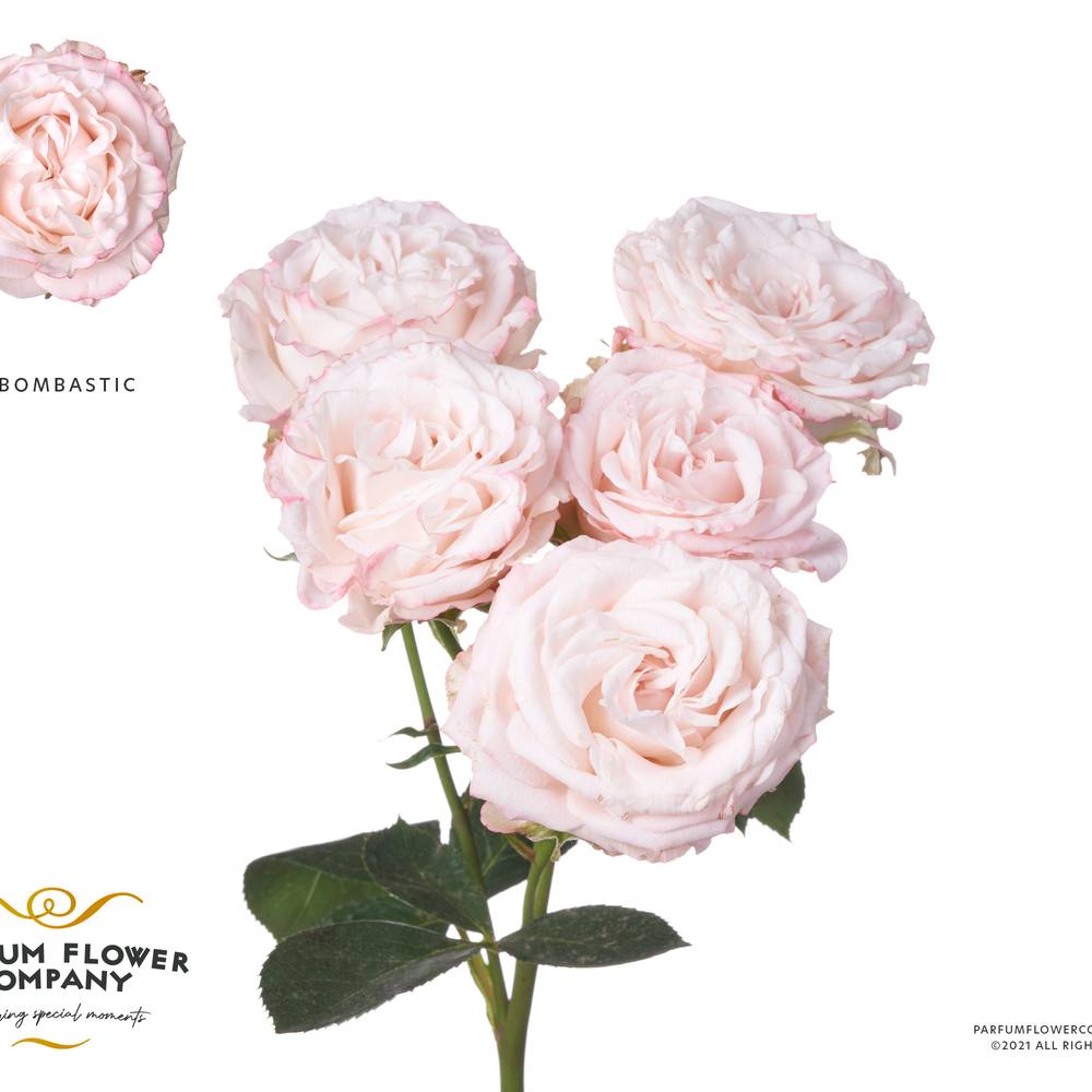 Rose verzweigt hell rosa Bombastic 50cm