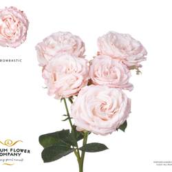 Rose verzweigt hell rosa Bombastic 50cm