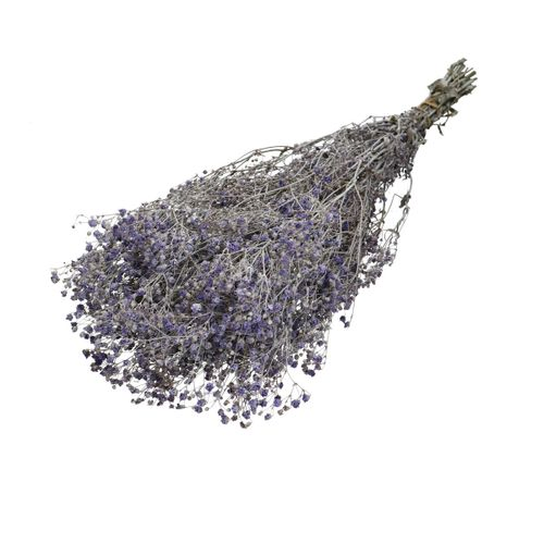 Trocken Gyps dusty Violett L70cm