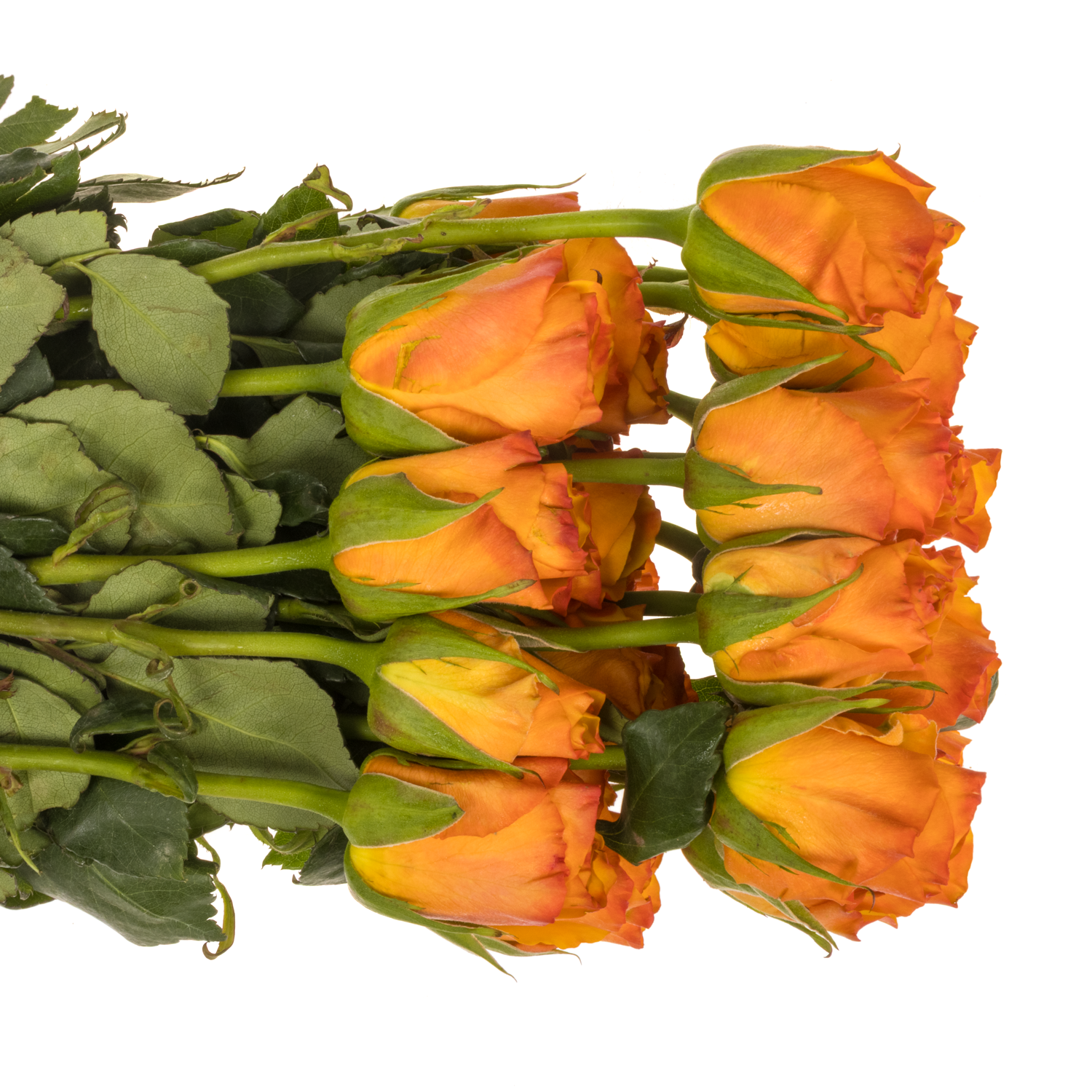 Rose orange Tycoon (Ec) 50cm