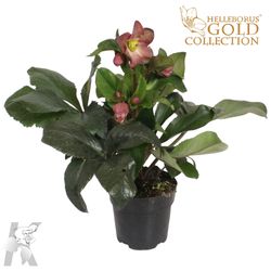Helleb.lila Ice N Roses T15 H60