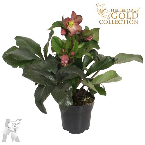 Helleb.lila Ice N Roses T15 H60