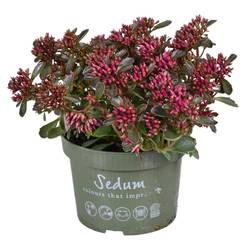 Sedum lila Spot On T13 H025